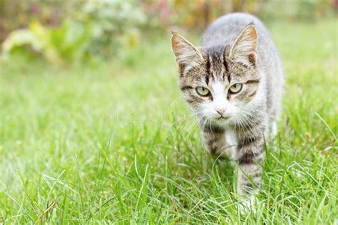 Gatito Joven Del Gato Atigrado Gris Y Blanco Que Camina En La Hierba