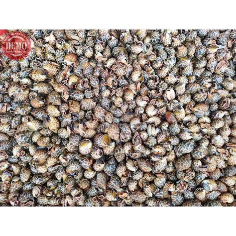 Jual Keong Hidup Keong Macan Seafood Segar Fresh Laut Shopee Indonesia