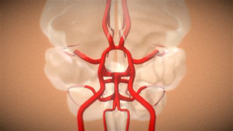 D Model Circle Of Willis Arteries Of Brain Animated Share And