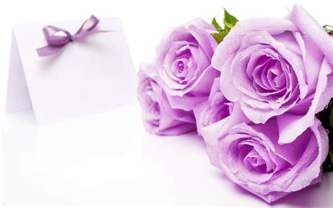 Purple Roses Backgrounds - Wallpaper Cave