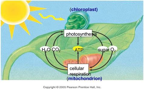 Plant Respiration