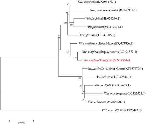 Neighbor Joining Phylogenetic Tree Based On The Chloroplast Genome Of