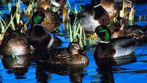 Migration Routes of the Mallard | Animals - mom.me