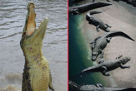 Alligator Vs Crocodile What S The Difference Between A Crocodile And