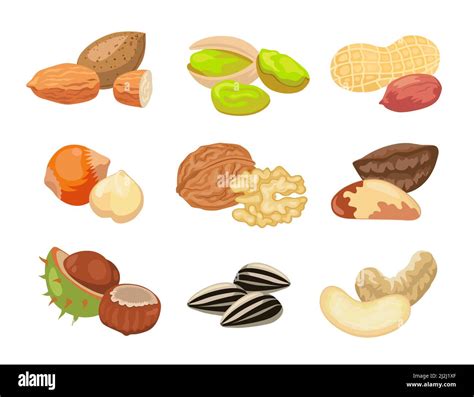 Different Kinds Of Nuts Vector Illustrations Set Collection Of