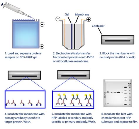 Western Blot Proteintech