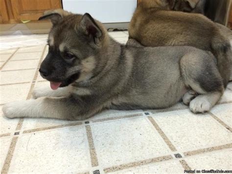 Akita Alaskan Malamute Mix For Sale In Richmond California