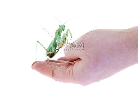 巨型非洲螳螂Sphodromantis viridis在手边高清摄影大图 千库网