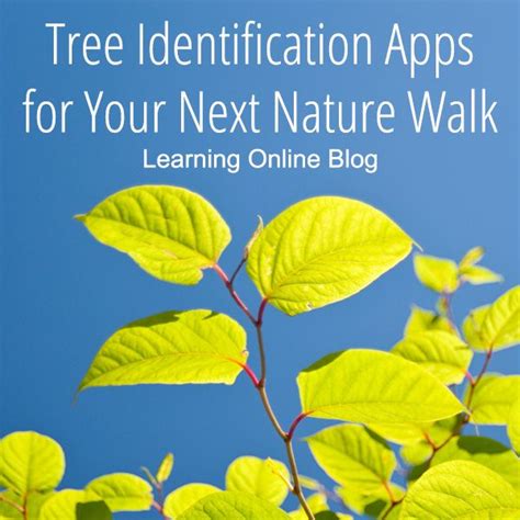 Tree Identification Apps For Your Next Nature Walk Tree