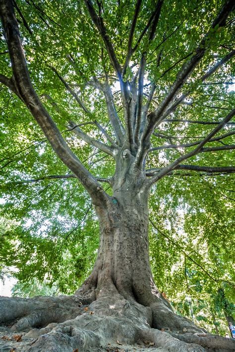 Un énorme Arbre Aux Larges Branches La Lumière Du Soleil Traverse Les