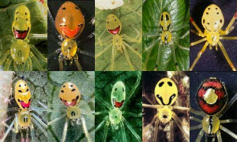 Theridion Grallator Also Known As The Happy Face Spider Earth Song