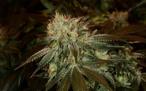 Tips For Growing Bubba Kush Cannabis Leafly