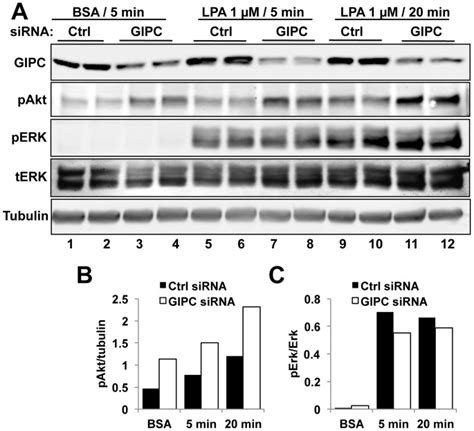 A In HEK LPA1 Cells Transfected With Control SiRNA Both Akt And