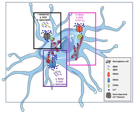 Orai In Human Neuroglioma Cells Encyclopedia Mdpi