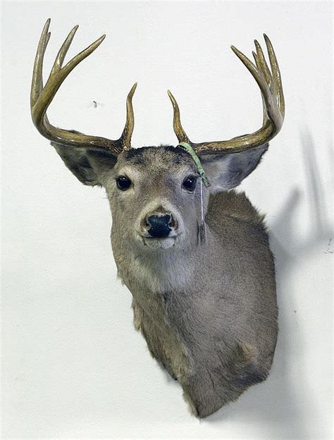 Sold Price: Recapped 10 Point Deer Mount Circa 1963, - Invalid date EDT