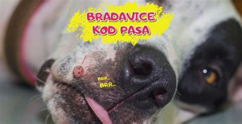 Bradavice Kod Pasa Pet Portal