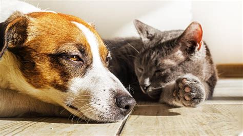 Cómo refrescar y proteger a tu perro y gato en las olas de calor este