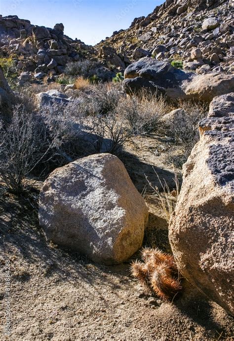 Strawberry Hedgehog Cactus Echinocereus Engelmannii A Group Of