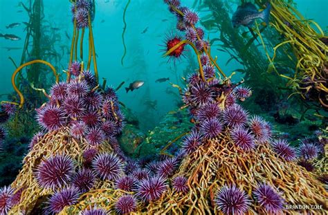 What Will It Take To Bring Back The Kelp Forest Bay Nature 45 OFF