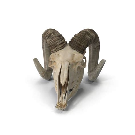 45 Beautiful Goat Skull 3d Model Free Free Mockup