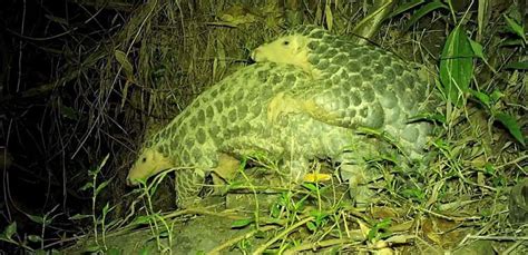 4 A male and female Chinese pangolin exhibiting mating behavior in ...