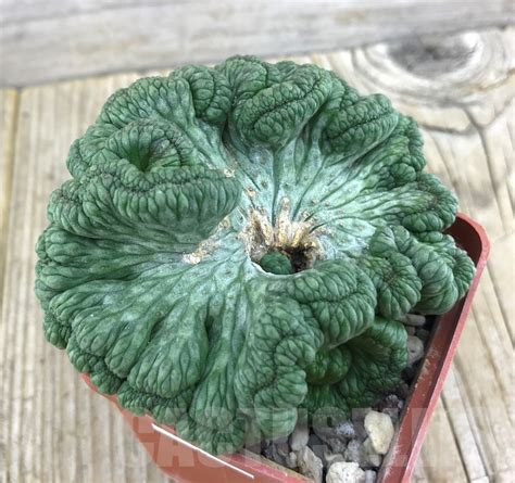 SHPR10173 Euphorbia obesa f cristata Кактус онлайн