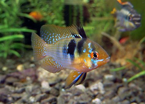 Ram Cichlid Uncover The Top 3 Care Tips