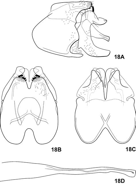 FIGURE 18 in A revision of the Neotropical caddisfly genus Rhyacopsyche
