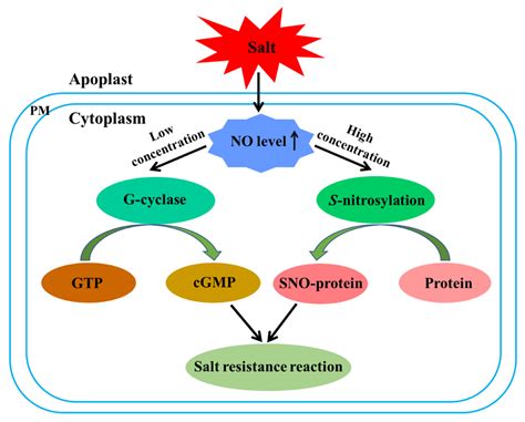 Ijms Free Full Text The Role Of Nitric Oxide In Plant Responses To