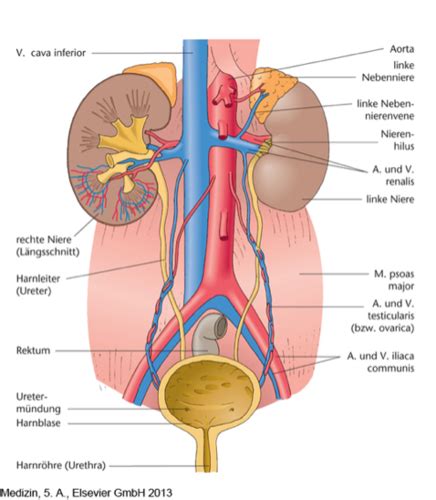 Erkrankungen Der Nieren Leber Und Gallenwegen Karteikarten Quizlet