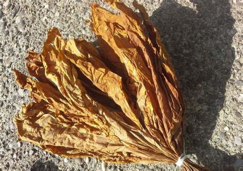 Ферментация табака в домашних условиях