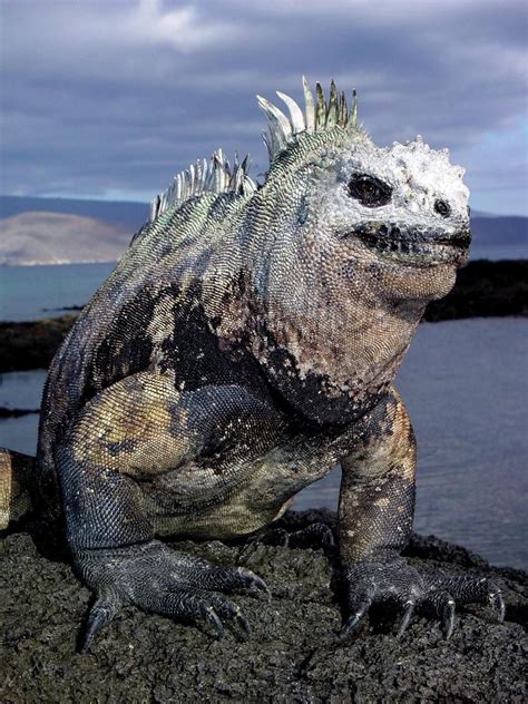 Diane Doniol Valcroze On Twitter Rare Animals Animals Marine Iguana