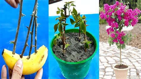 How To Growing Bougainvillea Plant Cutting Using Banana Youtube