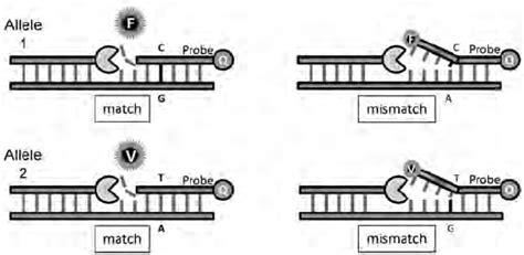 The principle of the TaqMan assay involves prevention of fluorescence... | Download Scientific ...