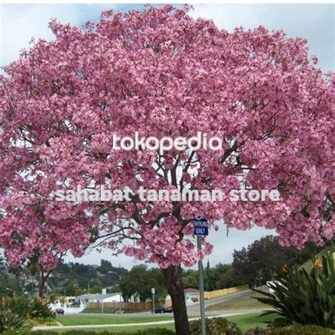 Jual Pohon Tabebuya Pink Rosea Tinggi Meter Tanaman Bunga Sakura