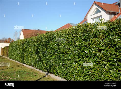 Laurel cherry hedge Stock Photo - Alamy