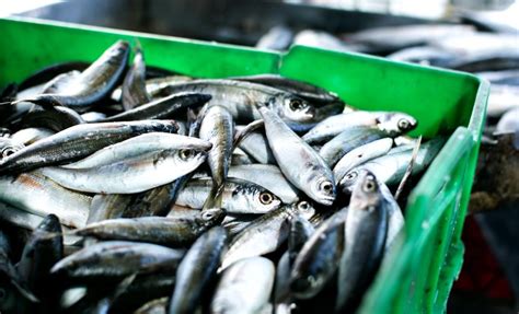 Pesca Da Sardinha Reabre A De Maio Meia Noite Agricultura E Mar