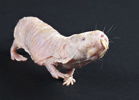 Naked Mole Rat 20th Anniversary At The Smithsonians Natio Flickr