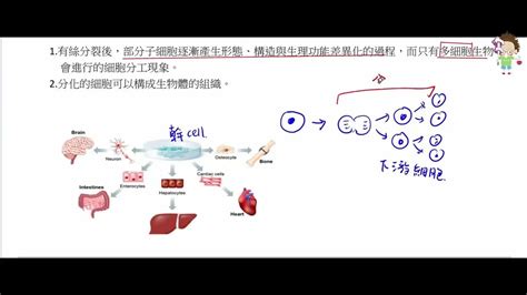 高中生物 選修生物i 細胞分化【莫斯利高中自然科教學網】 Youtube