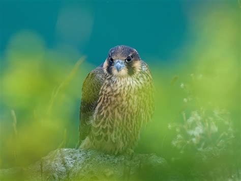 Premium Photo | Peregrine falcon falco peregrinus