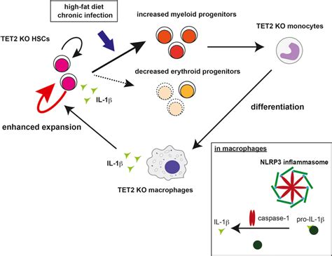 A Positive Feedback Loop Between Selfrenewal Of Hematopoietic Stem