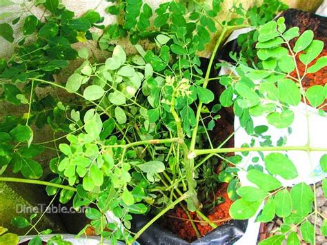 Medicinal Uses And Health Benefits Of Drumstick Leaves