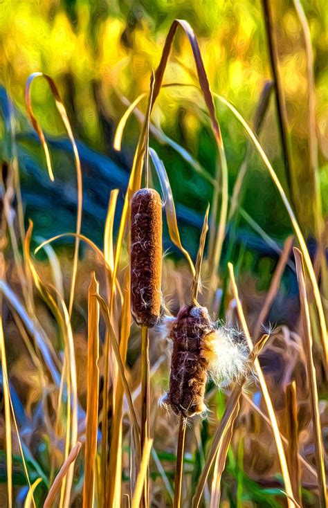 Autumn Cattails Paint Photograph By Steve Harrington Fine Art America