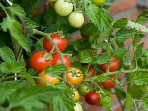 Your Guide To Tomato Cultivation And Management