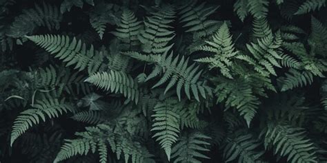 Premium Photo Dark Green Ferns Background Fern Leaves Moody Botanical