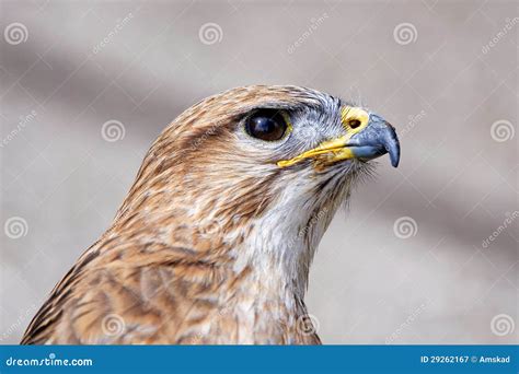 Raptors Stock Image Image Of Jungle Perception Predator 29262167