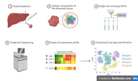 Single Cell Sequencing Introduction Principle Types Discovery