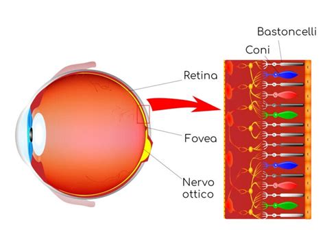 Retinite Pigmentosa Cause Sintomi E Cura