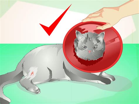 How To Treat An Abscess On A Cat 11 Steps With Pictures