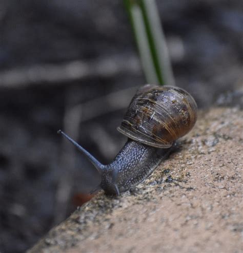 10 000 Free Snail Shell Snail Images Pixabay